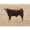 Image 2 : Mayfield Ranching - 450# Steer Calves - 70 Head (Etzicom, AB)
