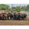Image 1 : Chapman Cattle Co. - 825# June Delivery Heifers - 30 Head (Stettler, AB)