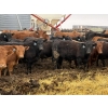 Image 2 : Lynden Land & Cattle - 980# April Delivery Steers - 62 Head (Linden, AB)
