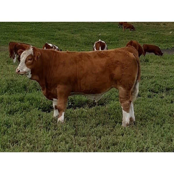 Craigmyle Colony - 750# October Delivery Steer Calves - 80 Head (Craigmyle, AB)