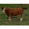 Image 1 : Craigmyle Colony - 750# October Delivery Steer Calves - 80 Head (Craigmyle, AB)