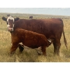 Image 13 : Blaine & Sue Hudec - 615# November Delivery Steer Calves - 80 Head (Jenner, AB)
