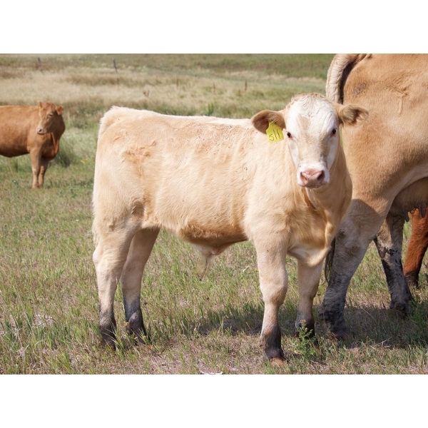 Gordon Sandum Farms (Alvin, Kim & Family)- 695# October Delivery Steer Calves - 90 Head (Hussar, AB)