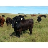 Image 8 : JT Cholin Farms - 825# September Delivery Grass Heifers - 75 Head (Biggar, SK)