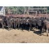 Image 5 : Turtleview Livestock - 870# September Delivery Grass Heifers - 68 Head (Goodlands, MB) VBP+
