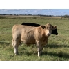 Image 3 : Bar Y Ranches - 1020# September Delivery Grass Steers - 54 Head (Ponoka, AB)