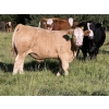 Image 3 : Jason & Jenna Packer - 830# October Delivery Steer Calves - 145 Head (Sundre, AB)