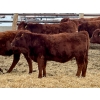 Image 6 : Meyer Cattle Inc. - 580# December Delivery Weaned Heifers - 50 Head (Lethbridge, AB)