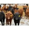 Image 3 : Ugly Head Feeders - 760# April Delivery Heifers - 160 Head (Killam, AB)