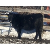 Image 3 : Rock Creek Cattle Co. Ltd. - 530# December Delivery Weaned Heifers - 38 Head (Nanton, AB) VBP+