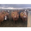 Image 3 : Westview Feeders - 860# March Delivery Steers - 70 Head (Monarch, AB)