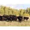 59  Pat Muehlen and Dave Johnson  590 November Delivery Steer Calves  100 Head (Vanderhoof, BC)
