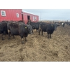 Image 4 : Lake Thelma Farms - 75 Angus X Replacement Heifers (Coronation, AB)