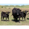 Image 9 : Hebert Livestock Ventures - 700# February Delivery Weaned Steers - 174 Head (Wawota, SK) VBP+