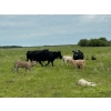 Image 7 : Franklin Cattle Co. - 625# December Delivery Steer Calves - 285 Head (Kipling, SK)