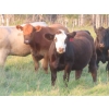 Image 3 : Tanner Grose & Robin Poole - 910# September Delivery Grass Heifers - 68 Head (Moosomin, SK)