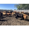 Image 3 : South Ridge Simmentals - 730# Sept/Oct Yearling Heifers - 180 Head (Monarch, AB)