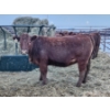 Image 1 : Dallas & Janelle Kapeller - 4 Red Heifers (Pen 333)