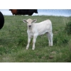 Image 8 : Circus Coulee Cattle - 550# November Delivery Steer Calves - 100 Head (Dorothy, AB) 