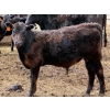 Image 2 : Copperfield Farming - 580# May Delivery Steer Calves - 10 Head (Vauxhall, AB)