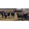 Image 9 : M.S. MacLean Livestock - 17 Black Angus Replacement Heifers (Coaldale, AB)