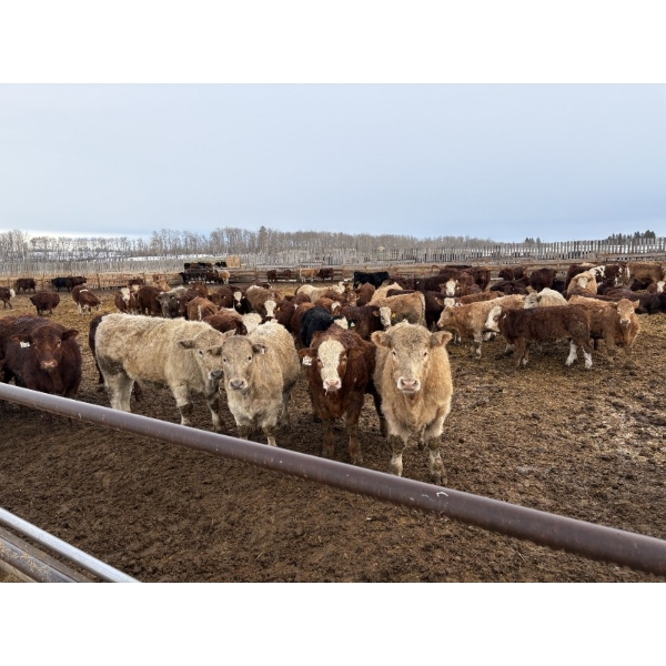 Rice Farms - 950# January Weaned Steers - 124 Head (Lacombe, AB) 
