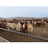 Image 2 : Rice Farms - 950# February Weaned Steers - 124 Head (Lacombe, AB)