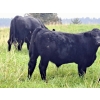 Image 8 : Schweb Family Cattle - 650# October Delivery Steer Calves - 90 Head (Logan Lake, BC)