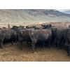 Image 4 : Stump Lake Ranch - 935# April Delivery Heifers - 67 Head (Cache Creek, BC)