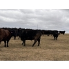 Image 9 : C & L Livestock - 29 Black 3rd Calf 3-Way Pairs (Edam, SK) VBP+