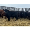 Image 2 : Kris Springer - 60 Bred Heifers (Foam Lake, SK)