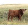 Image 2 : Evans Family (Gary, Carla & Keith) - 630# November Delivery Steer Calves - 95 Head (Bassano, AB)