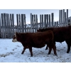 Image 4 : Francis Dyck - 642# December Delivery Weaned Steers - 40 Head (Swift Current, SK)