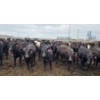Image 5 : Amber Mountain Farms - 670# July Delivery Heifers - 88 Head (Vauxhall, AB)