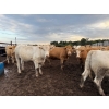 Image 3 : Chipping Hill Cattle Co. - 975# September Delivery Steers - 63 Head (MacGregor, MB)