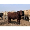 Image 3 : Dietrich Farms - 1025# June Delivery Heifers - 60 Head (Mendham, SK)
