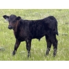 Image 6 : Dwayne Oborowsky - 560# October Delivery Steer Calves - 45 Head (Denholm, SK)