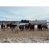 Image 4 : Hines Ranching - 850# Dec/Jan Delivery Yearling Heifers - 72 Head (Marwayne, AB)