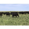 Image 6 : RJ Bart Stock Corp. - 1000# August Delivery Grass Heifers - 340 Head (High River, AB)