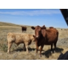 Image 9 : Johnston Ranches - 690# October Delivery Steer Calves - 80 Head (Cereal, AB)
