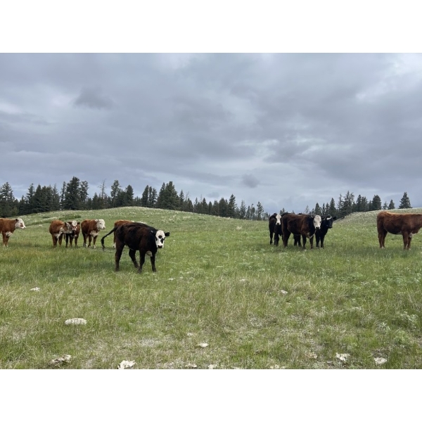 Lauder Ranch - 900# October Delivery Spayed Grass Heifers - 60 Head (Quilchena, BC)