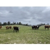 Image 1 : Lauder Ranch - 900# October Delivery Spayed Grass Heifers - 60 Head (Quilchena, BC)
