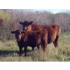 Image 1 : Wade & Frances Tobler - 540# October Delivery Heifer Calves - 50 Head (Patricia, AB)