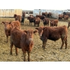 Image 4 : Doerksen Farms - 840# February Delivery Steers - 150 Head (Gem, AB)