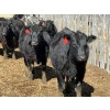 Image 4 : 9X Enterprises - 25 Black Angus X Replacement Heifers (Millicent, AB)