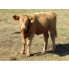 Image 5 : Ernie, Kathy & Kyle Lee - 570# October Delivery Heifer Calves - 80 Head (Hanna, AB)