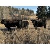 Image 4 : Carlyle Cattle Company - 22 Black Angus X May/June Calving Bred Heifers (Blackfalds, AB)