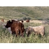 Image 7 : Lindy Greig - 475# October Heifer Calves - 55 Head (Nanton, AB)