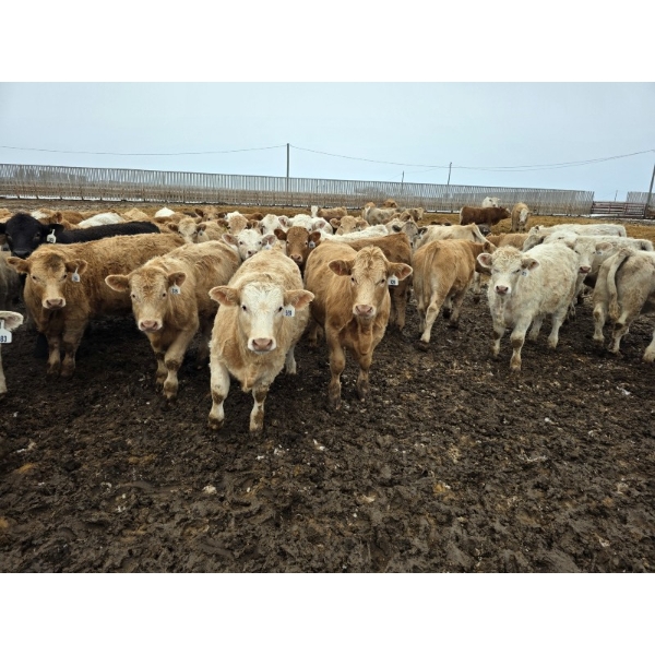 Ripple Rock Ranch - 840# January Delivery Steers - 108 Head (Fincastle, AB)