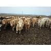Image 1 : Ripple Rock Ranch - 840# January Delivery Steers - 108 Head (Fincastle, AB)